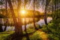 Sunrise on a pond with young green reeds, birches reflected in water and fog