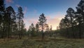 A Sunrise in the Ponderosa PInes Royalty Free Stock Photo