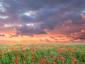 Sunrise and poppies flowers field landscape Royalty Free Stock Photo