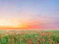 Sunrise and poppies flowers field landscape Royalty Free Stock Photo