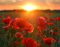 Sunrise poppies Royalty Free Stock Photo