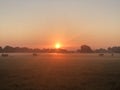 Black angus cows grazing at sunrise Royalty Free Stock Photo