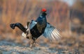 Sunrise portrait of a lekking black grouse (Tetrao tetrix) Royalty Free Stock Photo