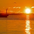 Lone Bird At Sunrise At Kingston, Ontario, Canada Royalty Free Stock Photo