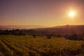 Sunrise on the Provencal vineyard