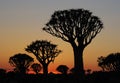 Sunrise in Quiver Tree Forest Royalty Free Stock Photo