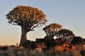 Sunrise at the Quiver Tree Forest, Namibia Royalty Free Stock Photo