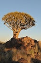 Sunrise at the Quiver Tree Forest, Namibia Royalty Free Stock Photo