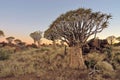 Sunrise at the Quiver Tree Forest, Namibia Royalty Free Stock Photo