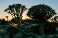 Sunrise at the Quiver Tree Forest near Keetmanshoop Royalty Free Stock Photo