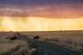 Sunrise rain wildebeest in South Africa Royalty Free Stock Photo
