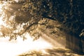 Sunrise with rays on the background of a foggy mysterious path i