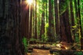 Sunrise in the Redwoods, Redwoods National & State Parks California Royalty Free Stock Photo