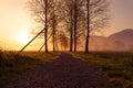 Sunrise reed marshland kochelsee bavaria mountains