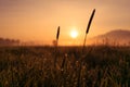 Sunrise reed marshland kochelsee bavaria mountains