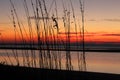 Sunrise through the Reeds on Beach