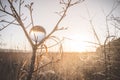 Sunrise reflecting in a crystal ball in a tree Royalty Free Stock Photo