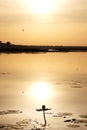 Sunset over a water lily in tengrela lake in burkina faso Royalty Free Stock Photo