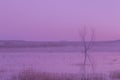 Sunrise Reflection at Bosque del Apache NWR Royalty Free Stock Photo