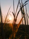 Sunrise with Rice crops in India. Scenery Royalty Free Stock Photo