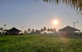 Sunrise, rice field, coconut tree, nature, morning view, beautiful, panorama,