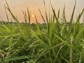Sunrise at rice field in Thailand Royalty Free Stock Photo