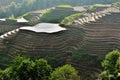 Sunrise on the rice fields in China