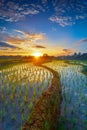 Sunrise in the rice fields terrace Royalty Free Stock Photo