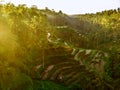 Sunrise on the rice terraces Tegallalang near Ubud, Bali. Aerial view of rice terraces Royalty Free Stock Photo