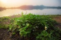 Sunrise river, winter morning with sunlight on the river with mountain hill background and flower grass Royalty Free Stock Photo