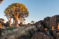 Sunrise with rock hyrax at Quiver Tree Forest near Keetmanshoop Royalty Free Stock Photo