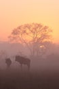 Sunrise in Sabi Sands Royalty Free Stock Photo