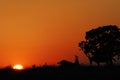Africa- Hartebeest Antelopes Facing Off in the Sunrise