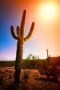 Sunrise Saguaro Royalty Free Stock Photo