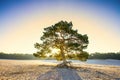 Sunrise on sand drift Soesterduinen in the Dutch province of Utrecht