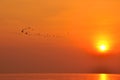 Sunrise On The Sea and Bird flying Royalty Free Stock Photo