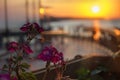 sunrise on the sea coast. beautiful pelargonium flowers on the terrace during sunrise. concept of an atmospheric morning during va