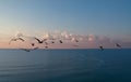 Sunrise Sea And Cormorants