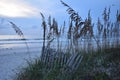 Sunrise Sea Oats with Fence Royalty Free Stock Photo