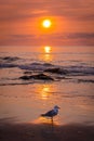 Sunrise Seagull