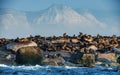 Sunrise at Seal Island. South African Cape fur seals Arctocephalus pusillus pusillus