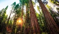 Sunrise in the Sequoia Forest, Yosemite National Park,