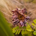 Sunrise shine through dahlia dried flower Royalty Free Stock Photo