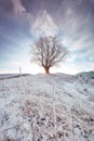 Sunrise shines through branches of winter oak