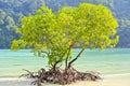 Sunrise shining on mangrove tree at the beach