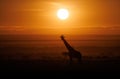 Sunrise Silhouette of Giraffe on Safari Royalty Free Stock Photo