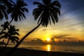 Sunrise silhouette group coconut on beach