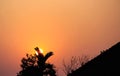 Sunrise and silhouette of palm tree and roof on beautiful sky morning background Royalty Free Stock Photo