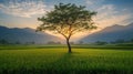 At sunrise, a single tree is shrouded in mist above a rice paddy field and mountains. Royalty Free Stock Photo