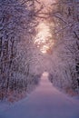 Sunrise Sky Over A Snowy Treelined Road Royalty Free Stock Photo